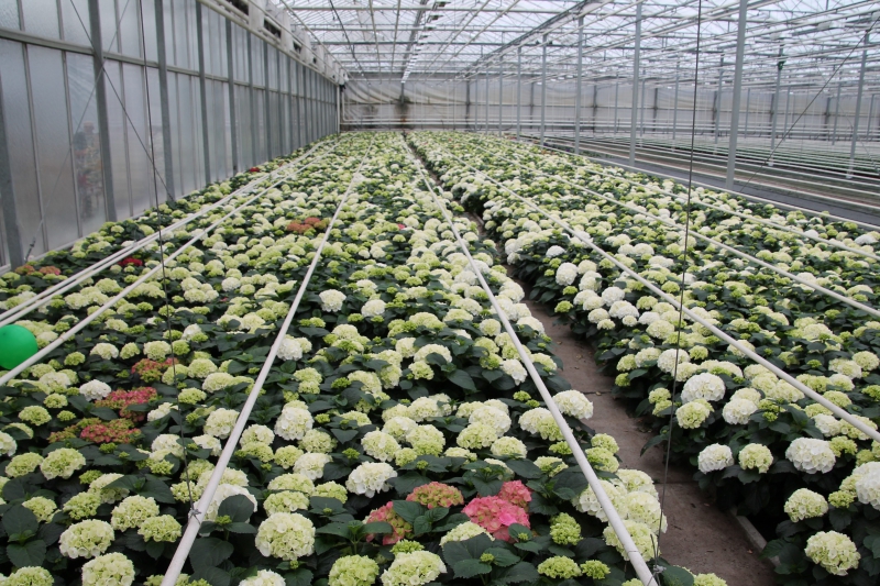 pepiniere-CARROS-min_nursery-hydrangea-white-flowers-greenhouse-flower-1609210-pxhere.com